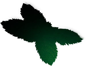 leaf
